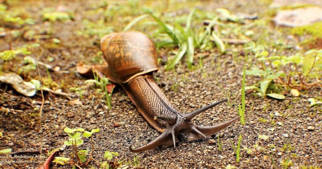 Rosy Wolf Snail (Euglandina Rosea) Preys on other molluscs. Also looks like it has a villainous mustache.