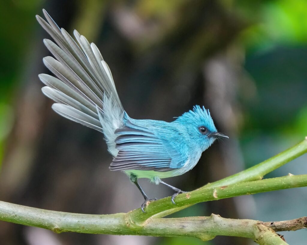 African Blue Flycatcher (Elminia longicauda)