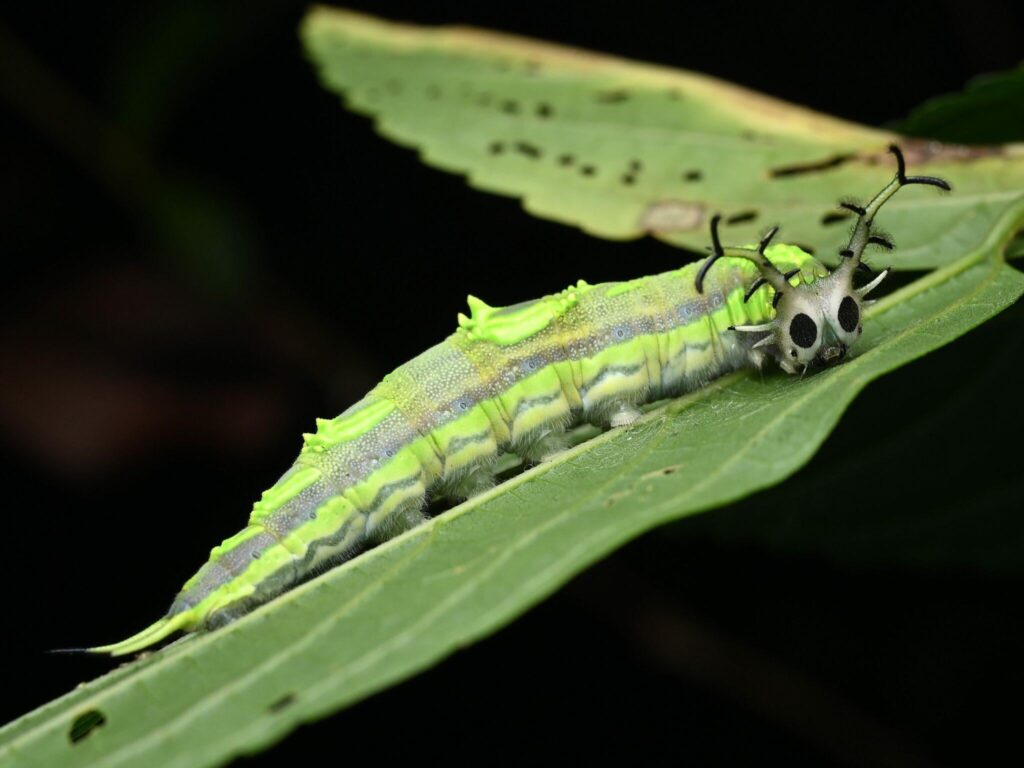 Yellow Pasha Butterfly Caterpillar ( Herona marathus)