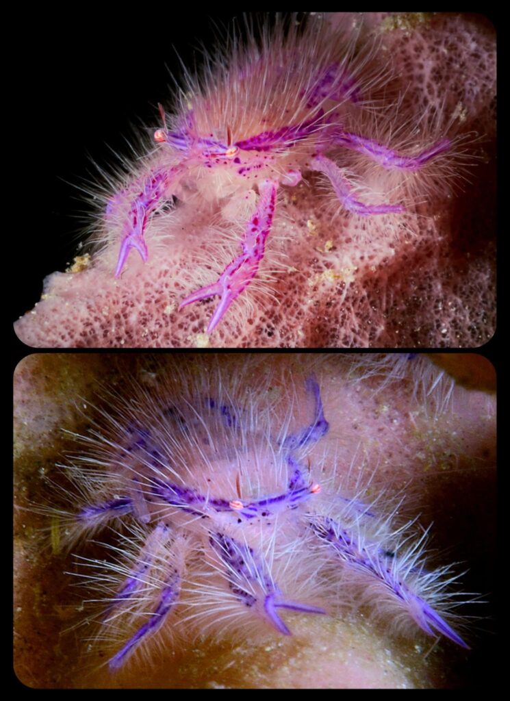 Meet the pink hairy squat lobster or fairy crab (scientific name: lauriea siagiani)