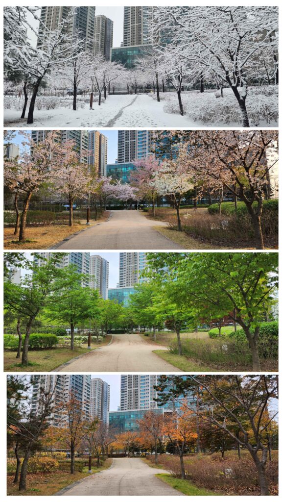 ITAP of my regular walking path in different seasons of 2024