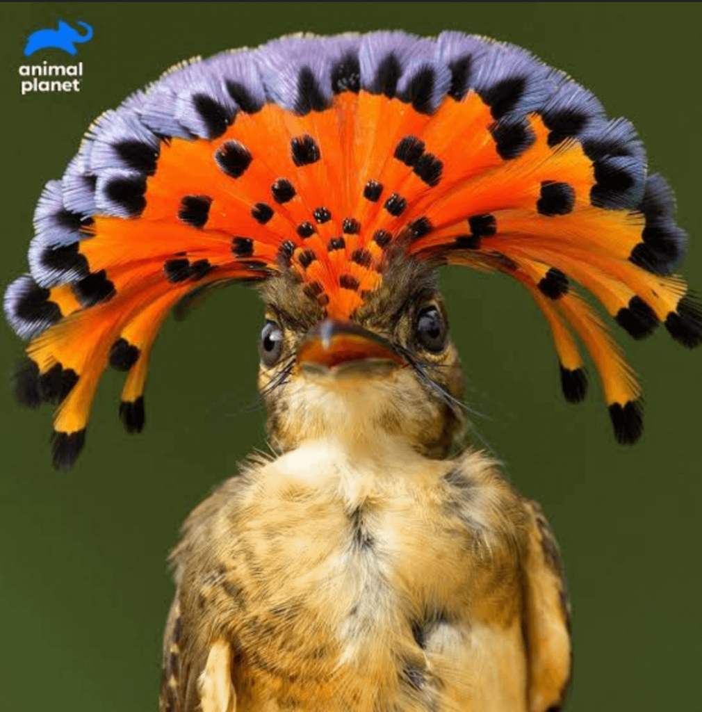 Royal flycatcher (Onychorhynchus)