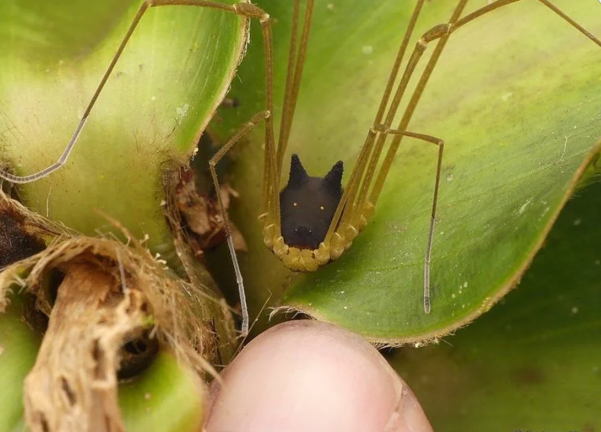 Metagryne bicolumnata or Bunny Harvestman. An Arachnid with the head of a black dog, that is neither a spider, nor a dog.