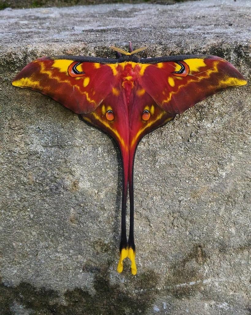 Sulawesi Moon Moth ( Actias isis )