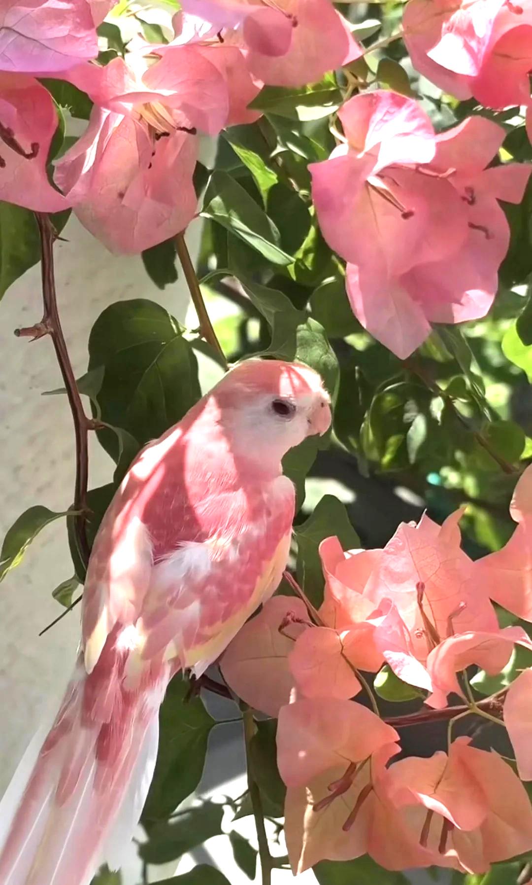 This bird hiding amongst the flowers.