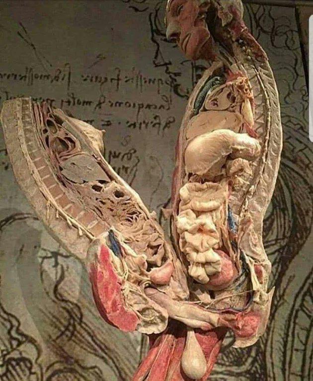 Anatomical representation of human sexual intercourse, 3D model obtained by Leonardo Da Vinci sketches