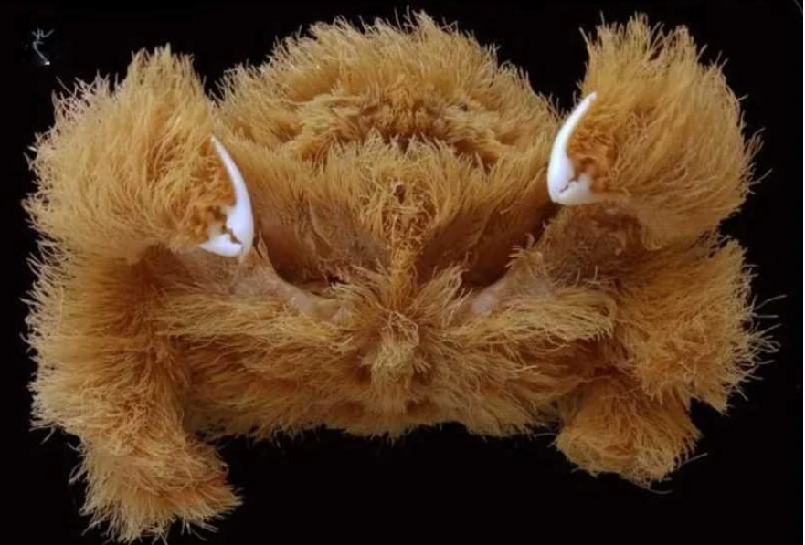 New crab species recently discovered off the coast of Australia called “Lamarckdromia beagle”, The ylook like little underwater fuzzballs.