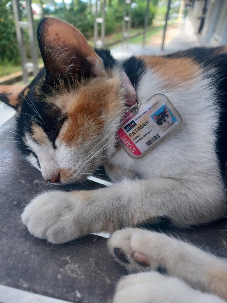 This stray calico at my campus has been promoted to building manager.