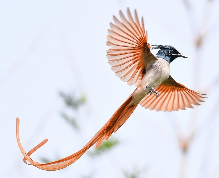 Indian Paradise-Flycatcher (Terpsiphone paradisi)