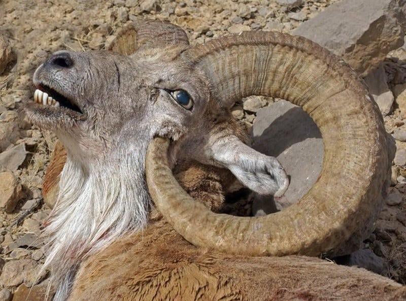 An Argali mountain sheep killed by its own horns.