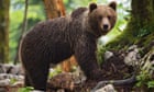 Europe’s big carnivores are on the rise – but can we live with bears next door?