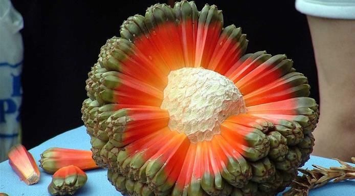 There is a fruit named hala that looks like an exploding planet and tastes like sugarcane.