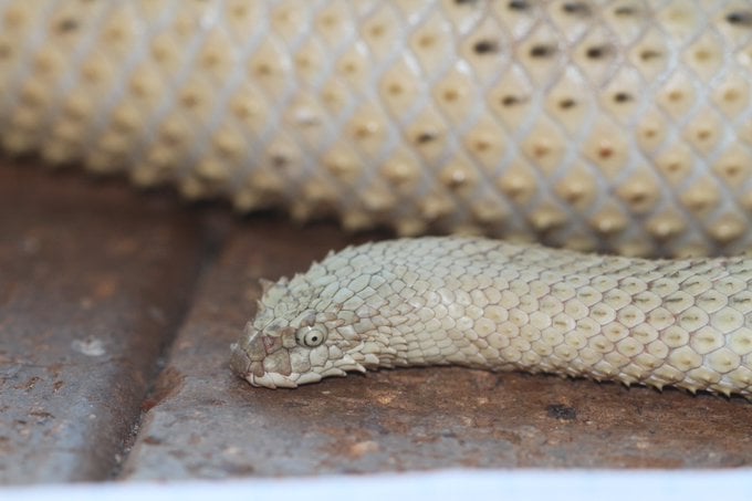 Horned Sea Snake (Hydrophis peronii)