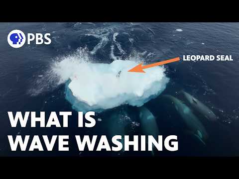 What is Wave Washing: How Killer Whales Hunt Seals