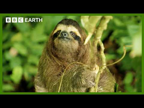 Soothing Sloth ASMR in Brazilian Rainforest | Animal ASMR | BBC Earth