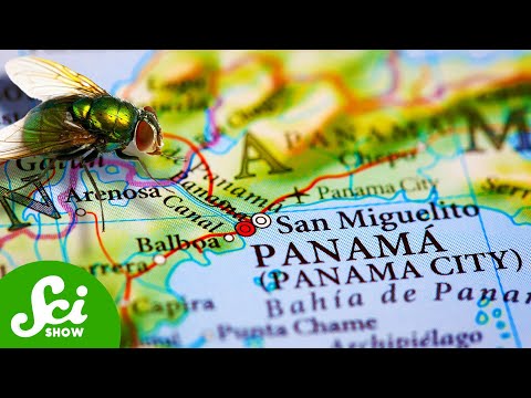 Why Planes Drop Millions of Flies on Panama Every Day