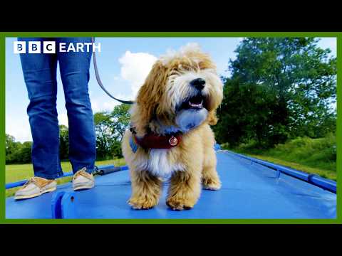 Puppy Lives Best Life on Canal Boat Holiday | Wonderful World of Puppies | BBC Earth