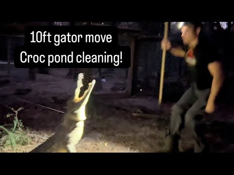 10ft gator move, Croc pond cleaning!