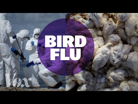 Is it time to worry about bird flu?