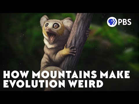 How Mountains Make Evolution Weird