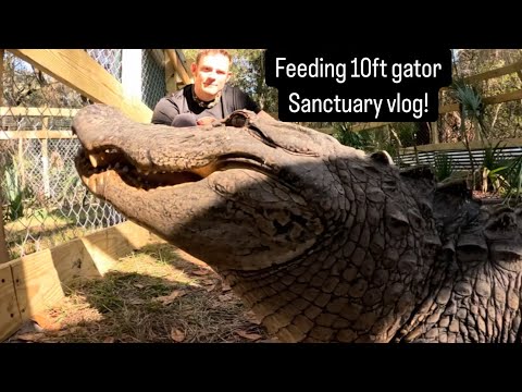 Feeding 10ft gator, sanctuary vlog!