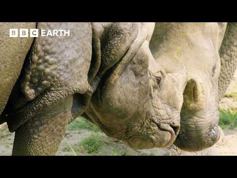 Young Rhinos Play Kiss Chase | Asia | BBC Earth