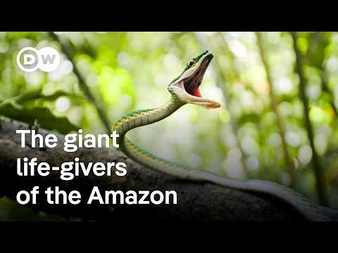 Why the giant kapok tree is so important for the ecosystem in the Amazon rainforest | DW Documentary