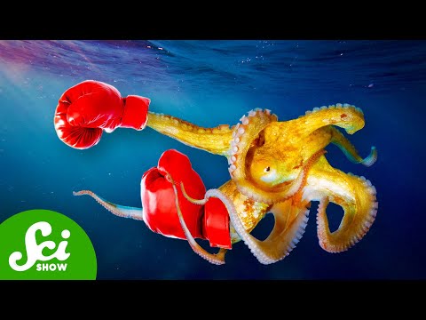 The Octopuses Are Making Fish Armies