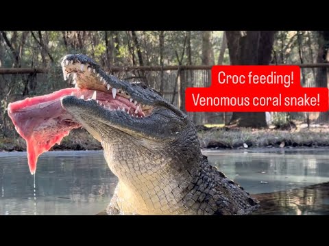 Crocodile feeding!!