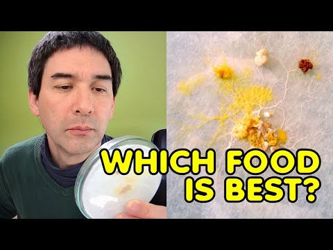 Why SLIME MOLDS do not like cookies