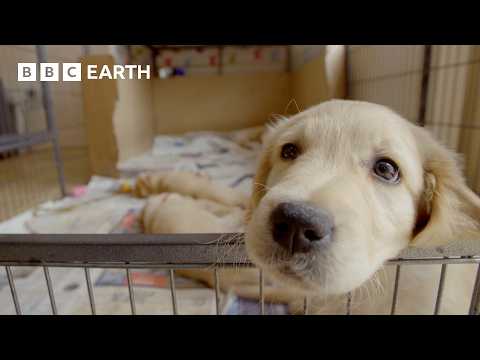 Golden Retriever Puppy Settles Into His Forever Home | Wonderful World of Puppies | BBC Earth