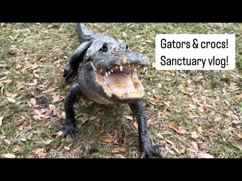 Gators & crocs sanctuary vlog!