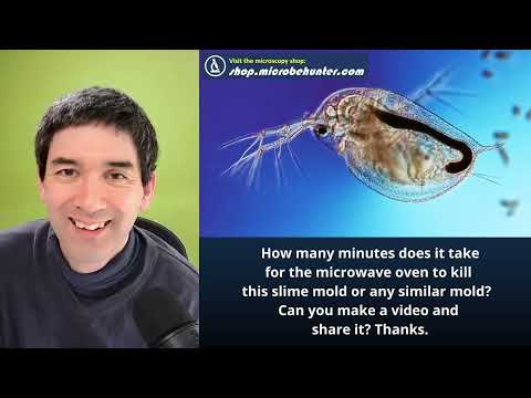 Can you see cheese mites under the microscope? | Microscopy Q&A