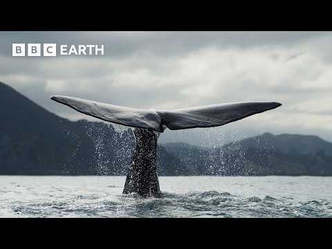 Top 5 Whale Scenes | BBC Earth