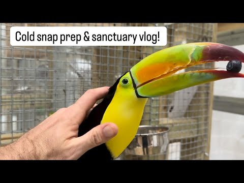 Cold snap prep & sanctuary vlog!