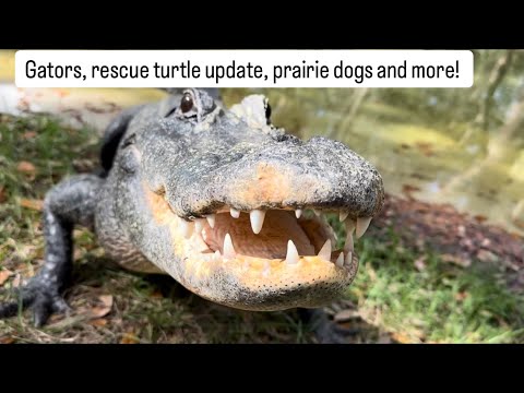 Gators, rescue turtle update, prairie dogs and more!