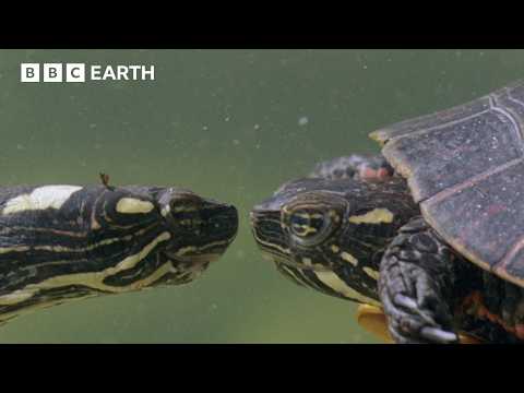 Frozen Alive! How Painted Baby Turtles Survive the Cold | BBC Earth