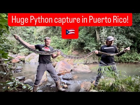 Huge Python capture in Puerto Rico!