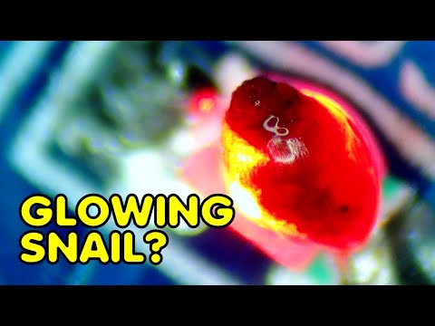 Why is this snail glowing and flashing? | This tiny SNAIL loves to travel