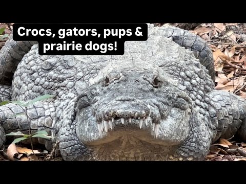 Crocs, gators, pups & prairie dogs!