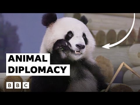 The 2,000-year-old history of animal diplomacy | BBC Global