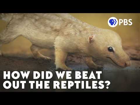 Why Wasn’t There A Second Age of Reptiles?