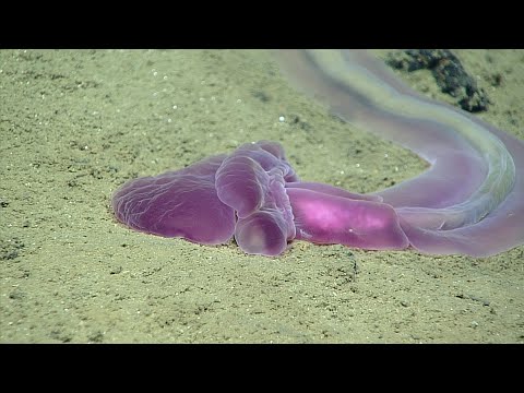 Phylum Hemichordata: Acorn Worms