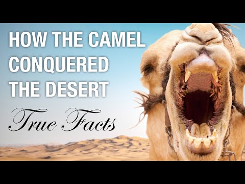 True Facts: How Camels Conquered the Desert