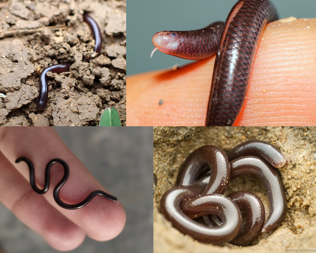 The Brahminy blind snake (Indotyphlops braminus) is also known as the ‘flowerpot snake’ because it often hides in the soil of flowerpots, resulting in…