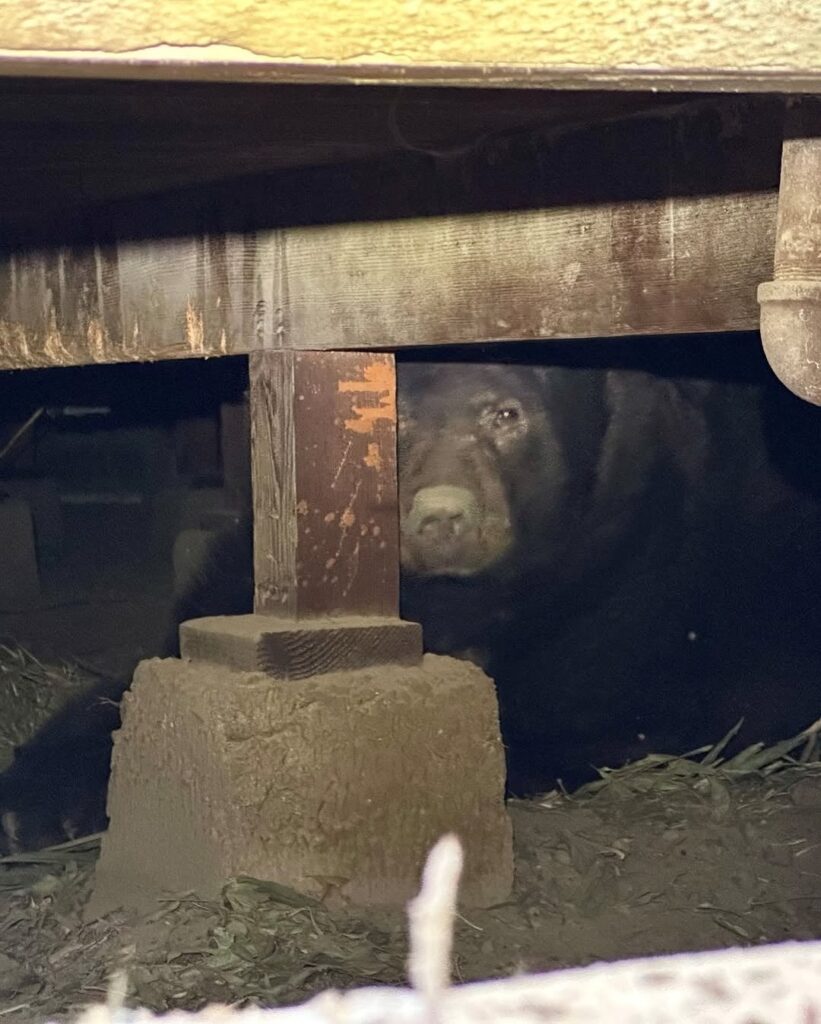 A bear had to hide under a house during a wildfire in Los Angeles