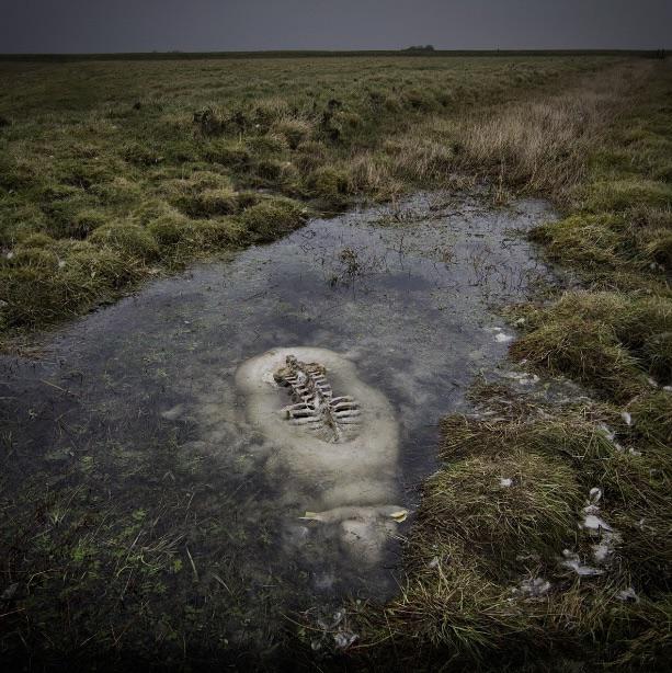 This sheep died in a bog. Its exposed back rotted away, revealing the spine and ribcage, while the submerged portion remained intact.