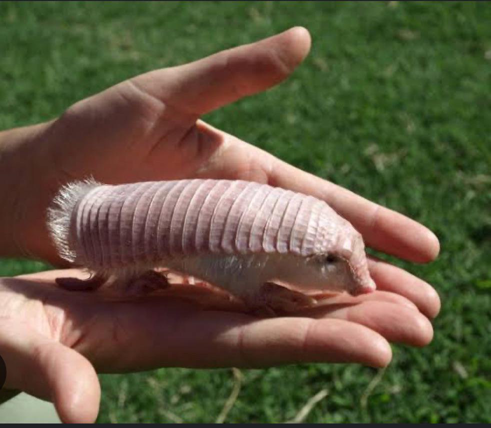 Pink Fairy Armadillo (Chlamyphorus truncatus)