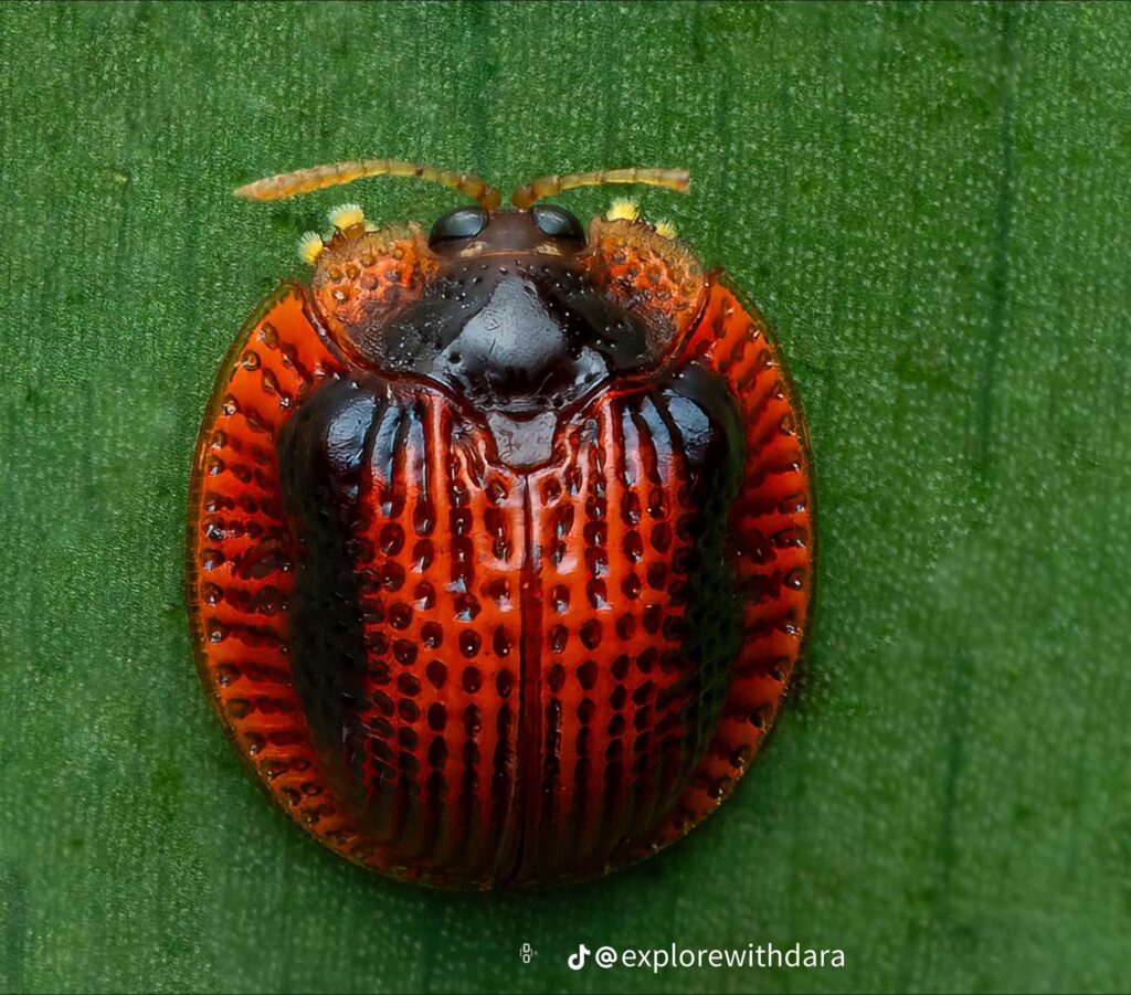 Spaethiella sp. Tortoise Beetle