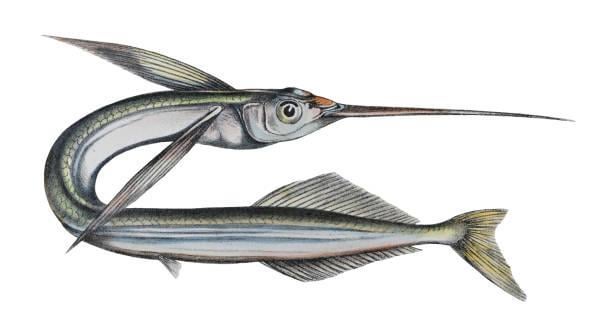 euleptorhamphus viridis, the flying halfbeak!